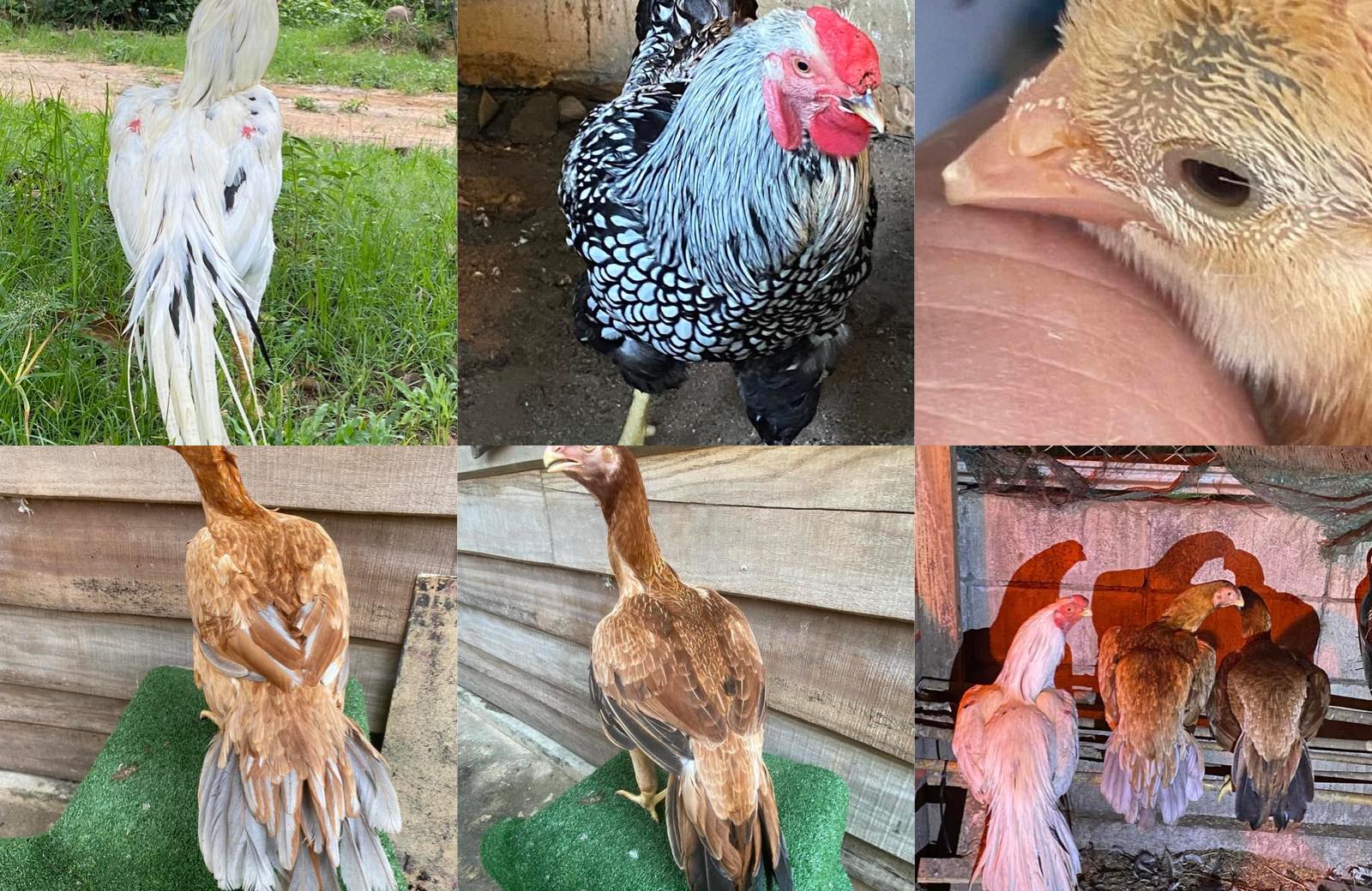 Rungrada Chickenfarm & Fertilized Eggs ไก่พันธ์ไข่สวยงามสายพันธ์ต่าง ...