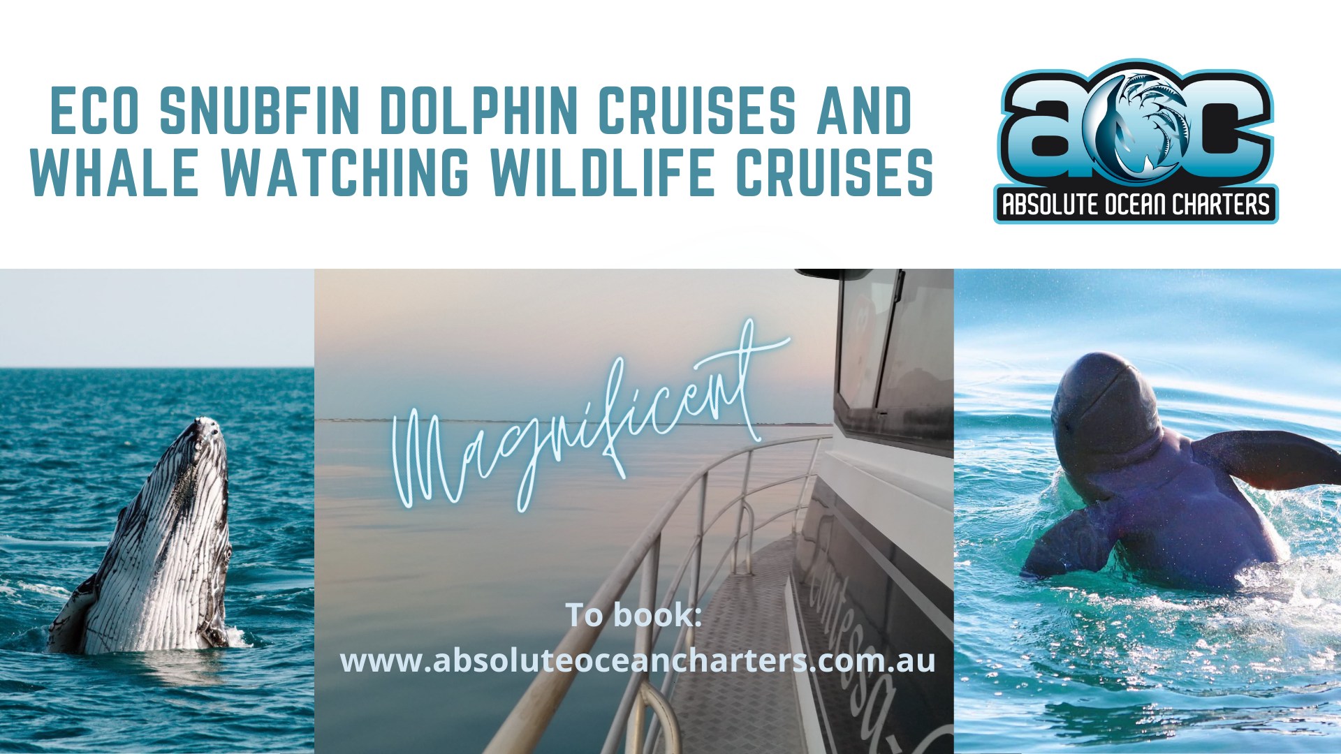 **Cruising Adventures** With our... - Absolute Ocean Charters