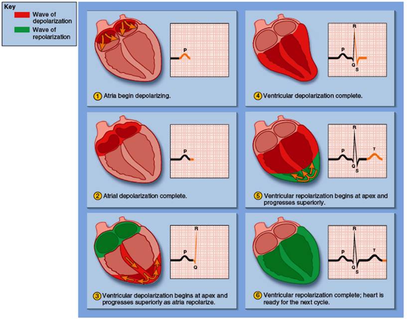 MedicTests.com - Cardiac Cycle: Depolarization occurs when the resting ...