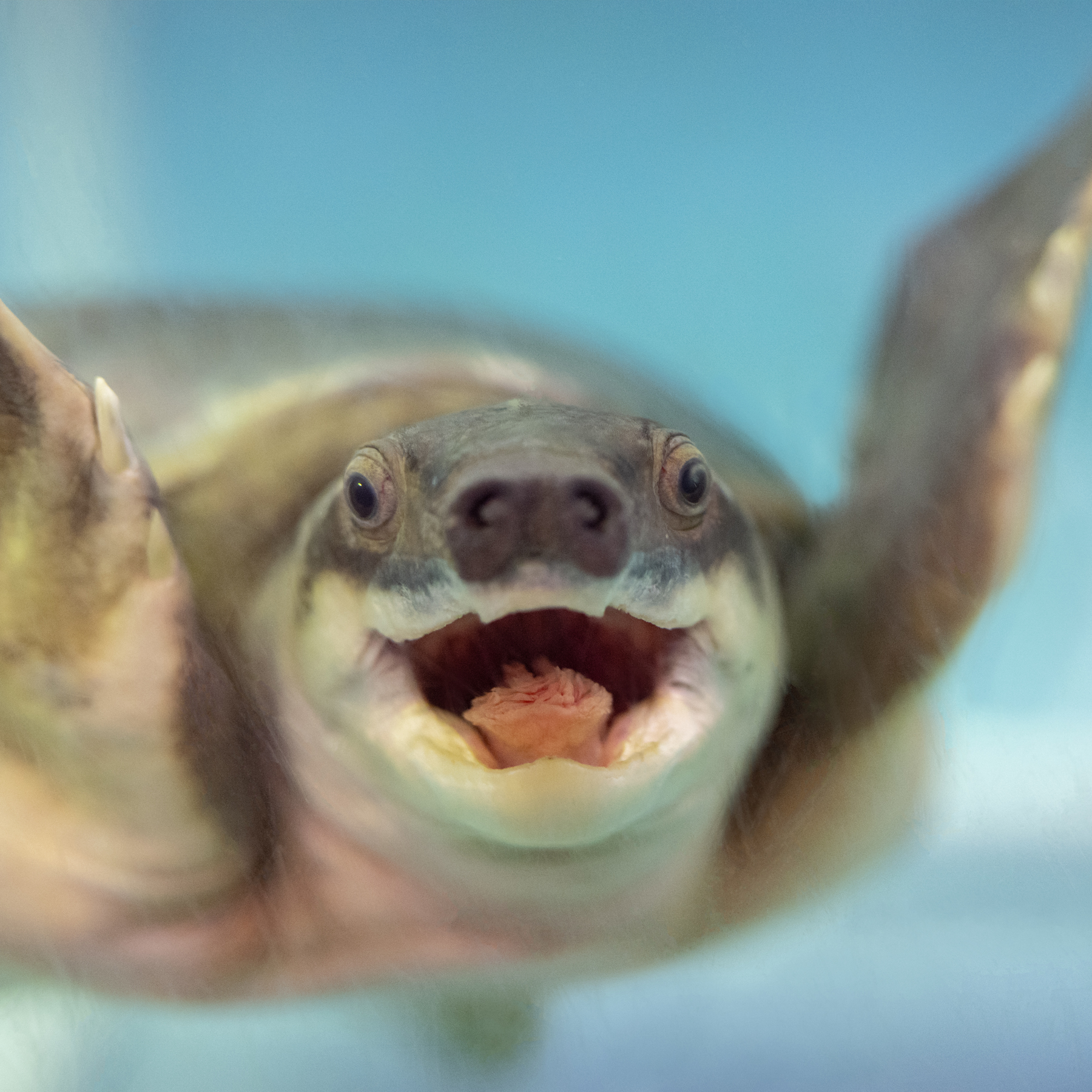 Happy Birthday #Funzo! To shellebrate,... - National Aquarium | Facebook