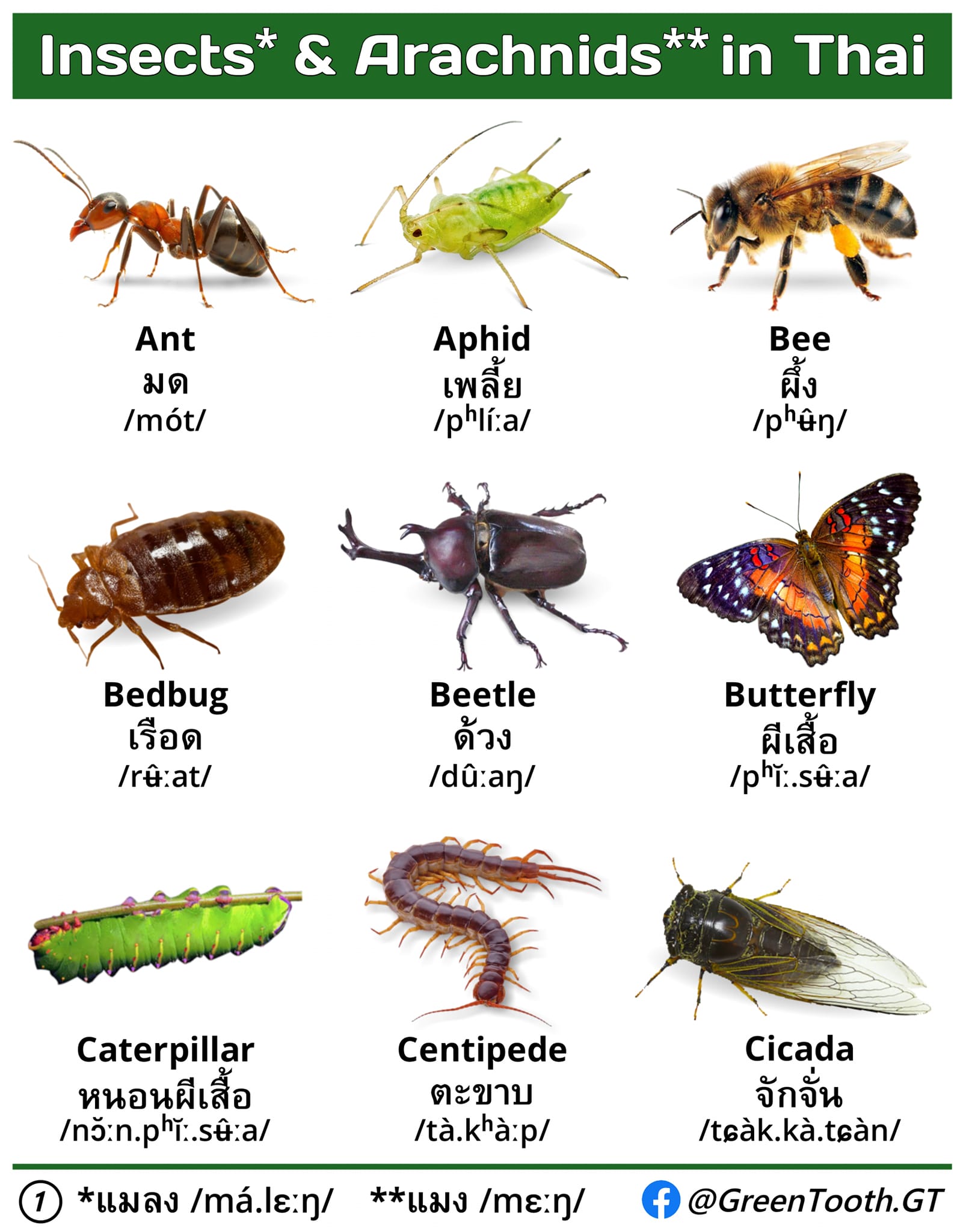 🐞 “Insects & Arachnids in Thai” (PDF)... - GreenTooth กรีนทูธ | Facebook
