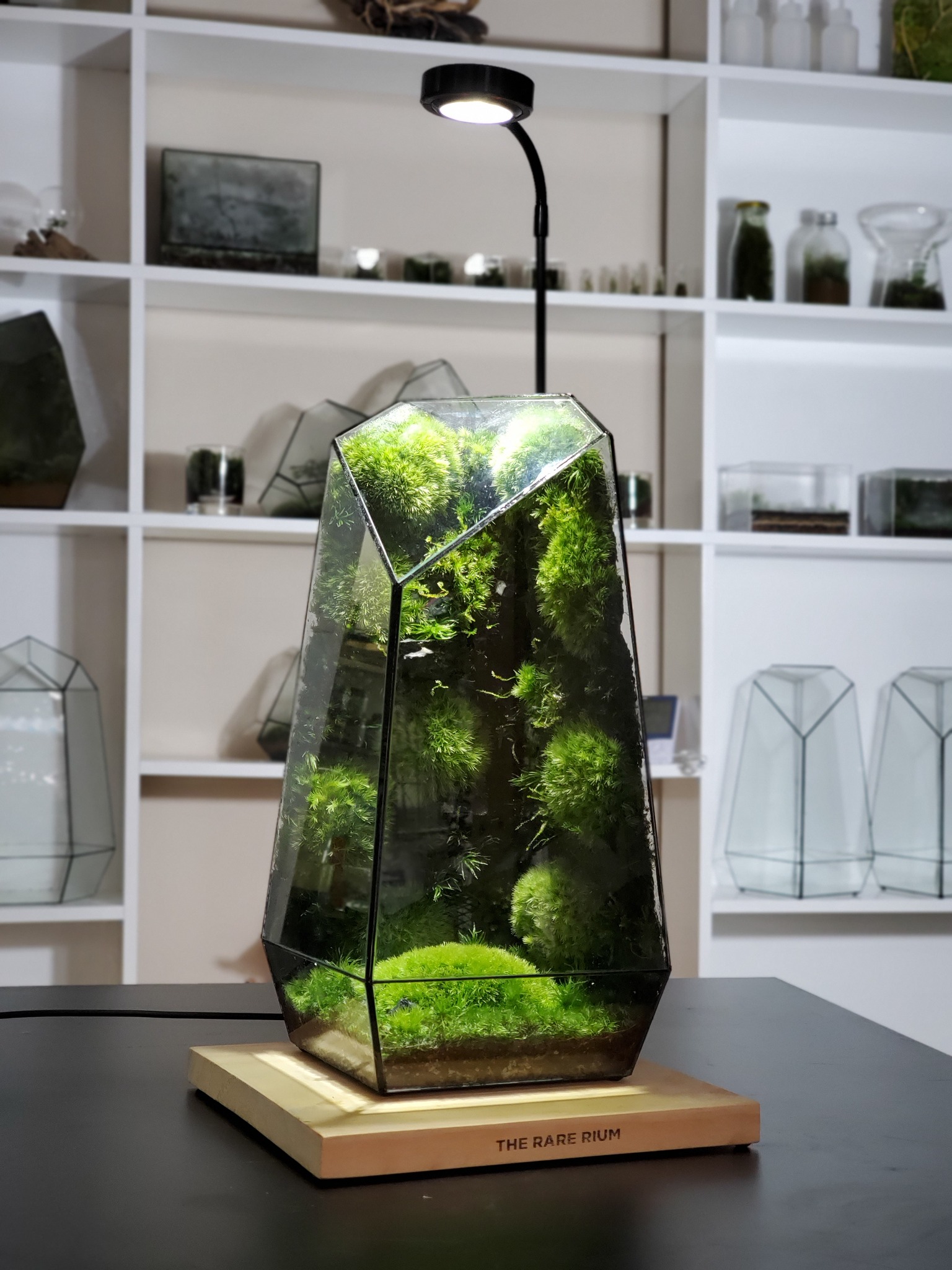 Tổng hợp các bộ sản... - The Rare Rium - Plant & Moss Art