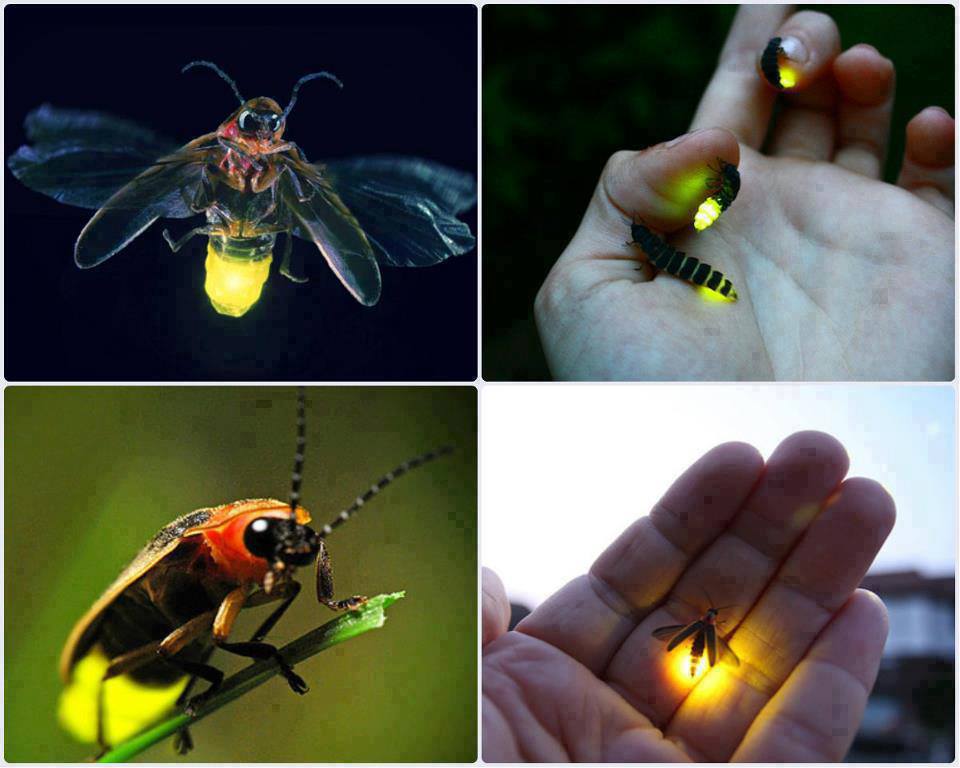 Agriculture Entomology | Kuala Selangor