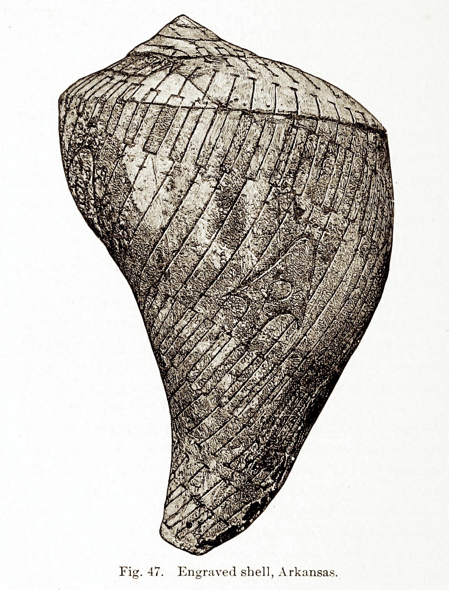 Youngstown - Etching of a large, engraved shell, found in Arkansas ...