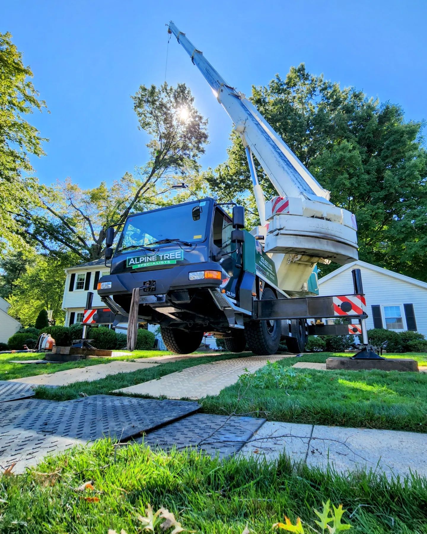 Alpine Tree Specialists