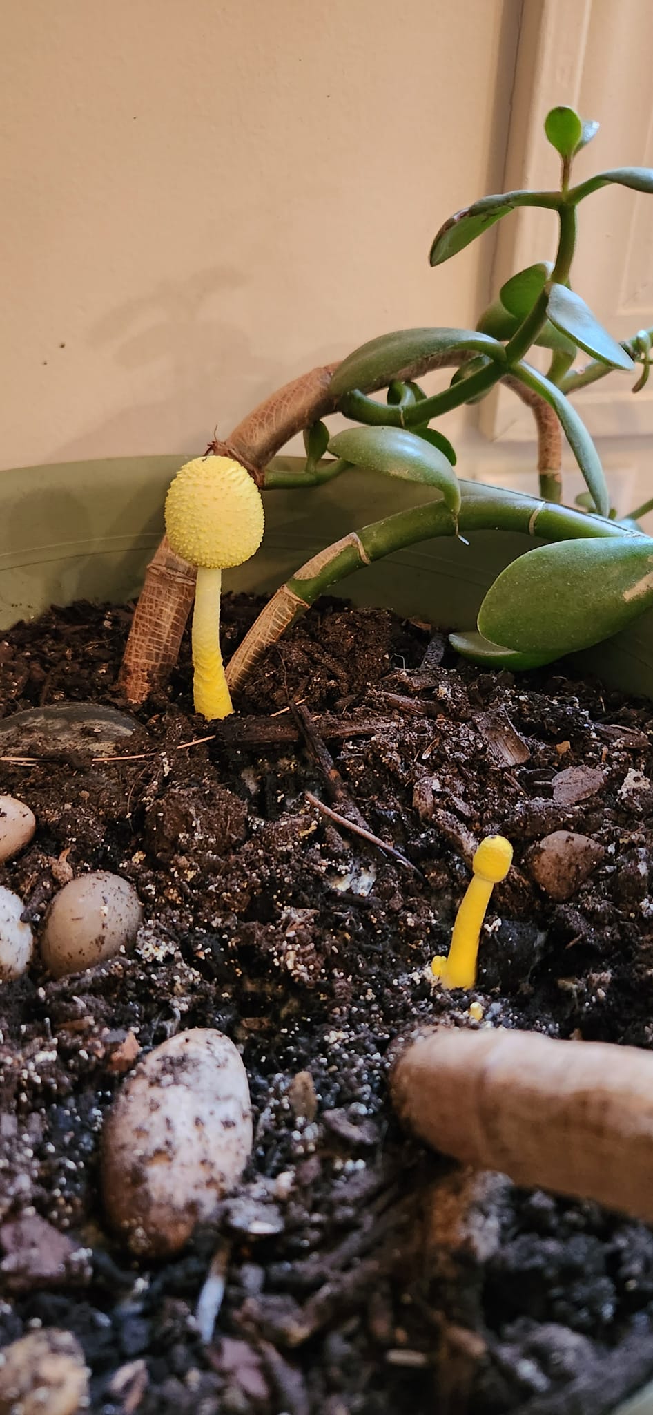What's happening to my plant with yellow fuzz and mushrooms?