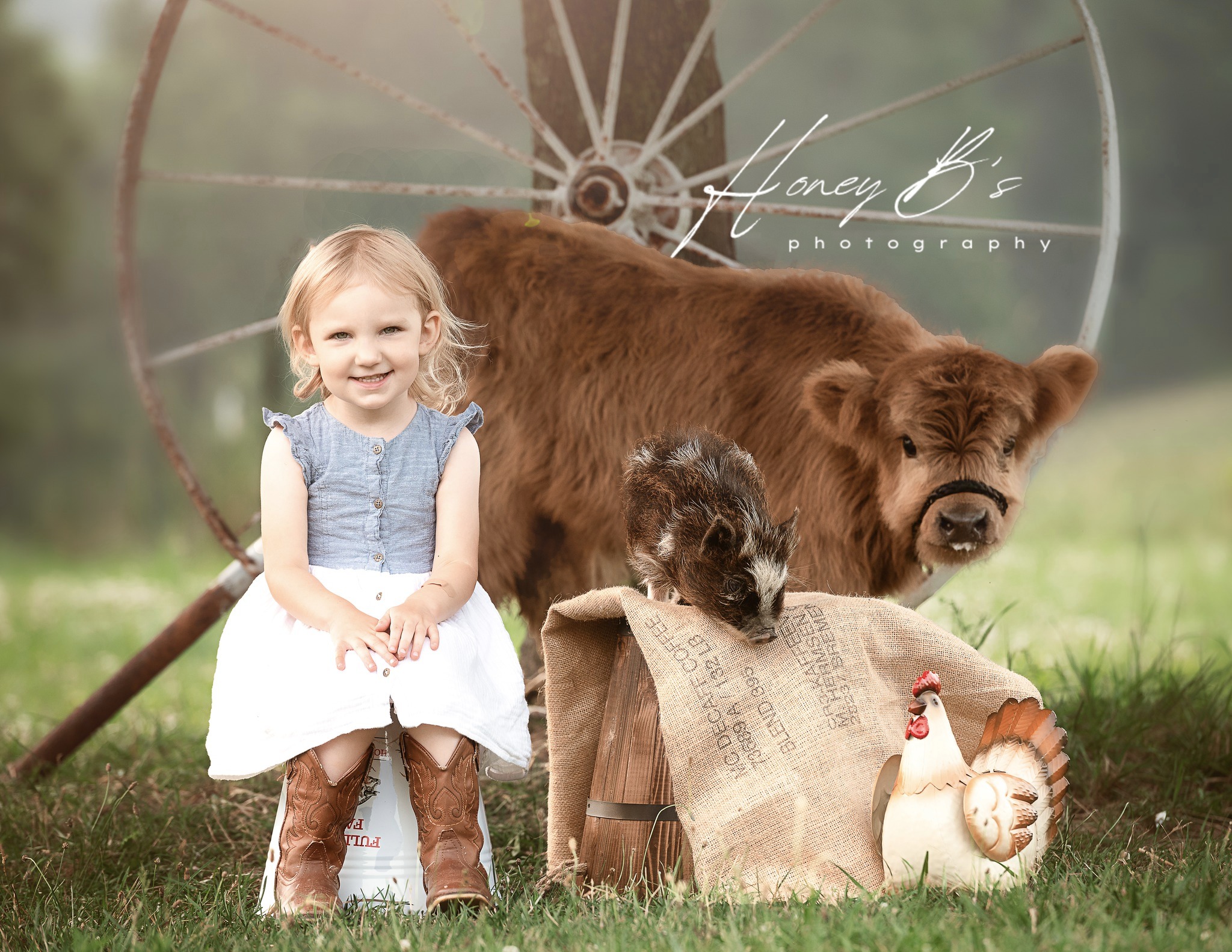 Mini Cow Photo Sessions are now... - Autumn Ridge Farm | Facebook