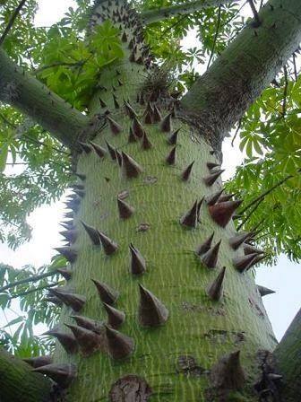 Amazing Nature