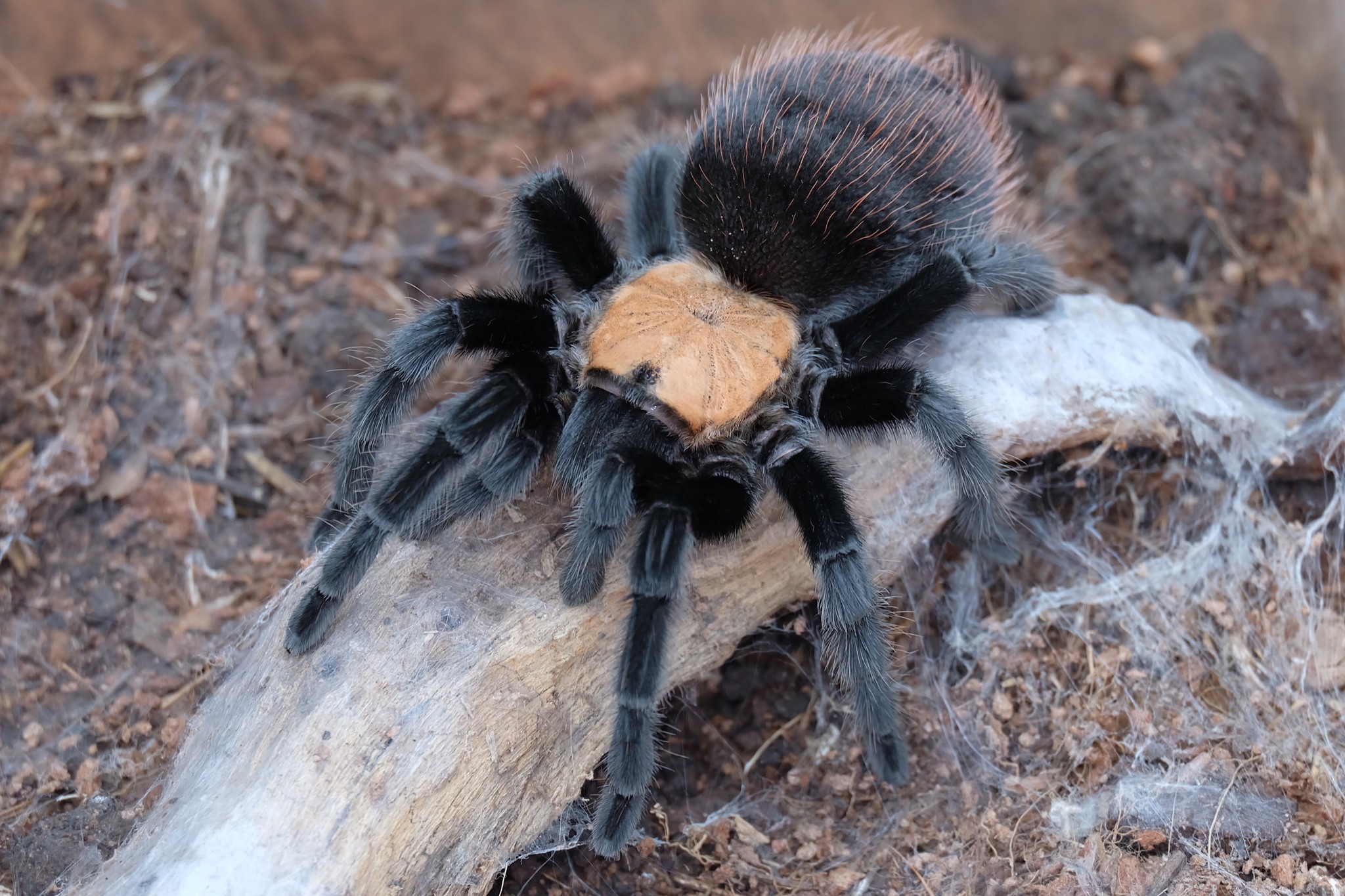 Korareptile - **ภาพตัวอย่างตอนโต** Brachypelma albiceps (Mexican Golden ...