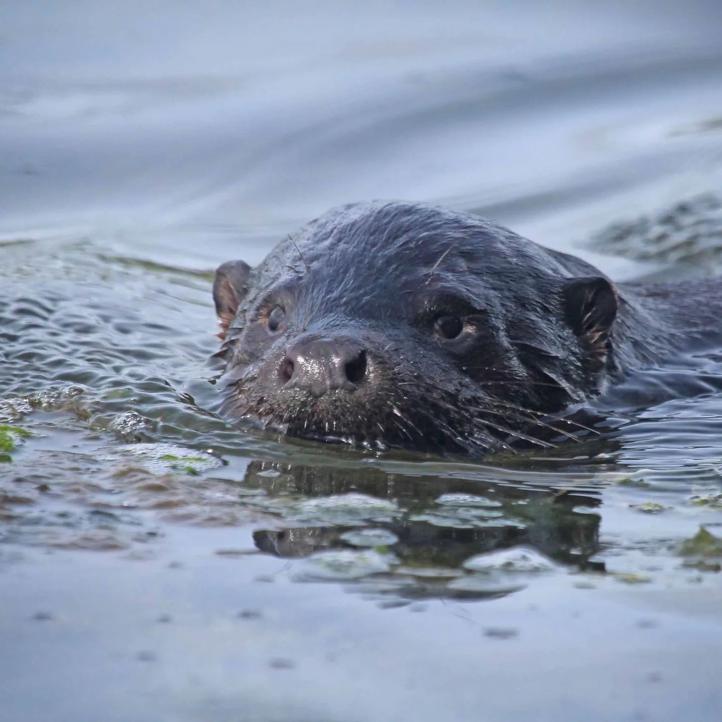 A recent guest caught this... - Lindisfarne on the Loch | Facebook