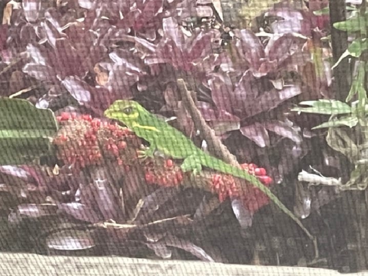 Luis - A FATHERS DAY GECKO……OR CUBAN NIGHT ANOLE….UN CHIPOJO CUBANO ...