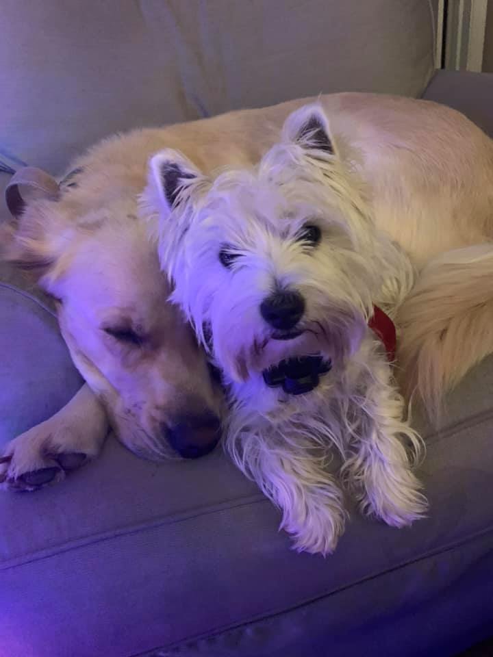 S & D Ranch... - S & D Ranch West Highland white Terriers