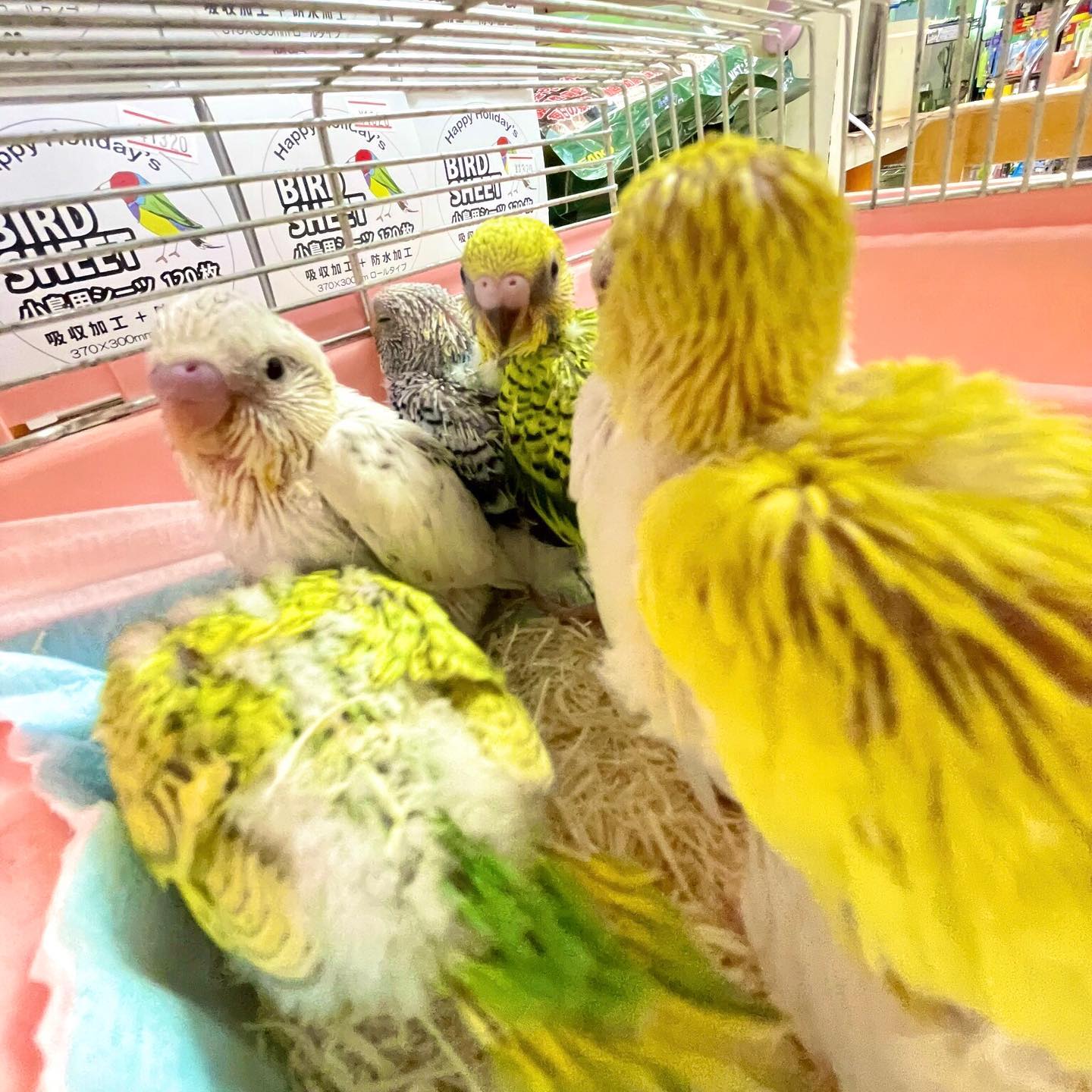 ペットショップ小泉