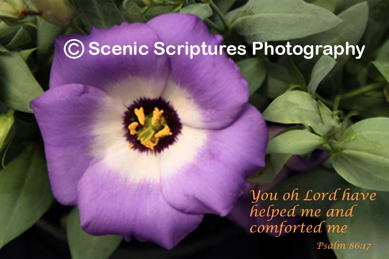 Scenic Scriptures Photography | Toledo OH