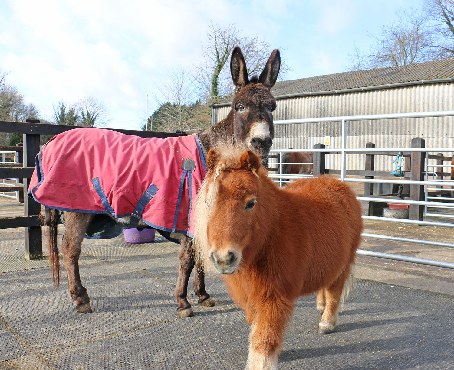 Redwings - Happy Friday Nelly and Daisy 😍 #CuteFridayPhoto # ...