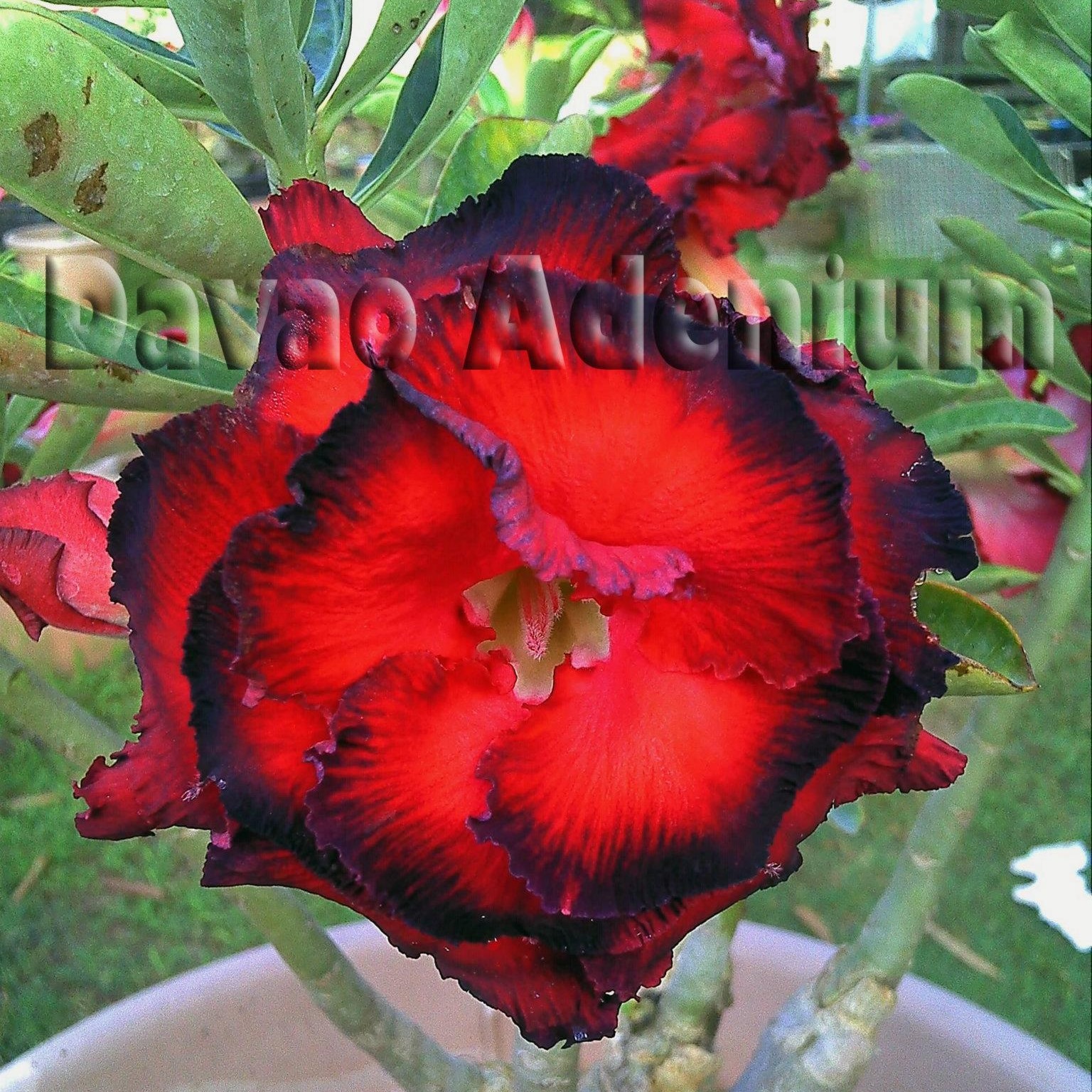 Davao Adenium Philippines... - Davao Adenium Philippines