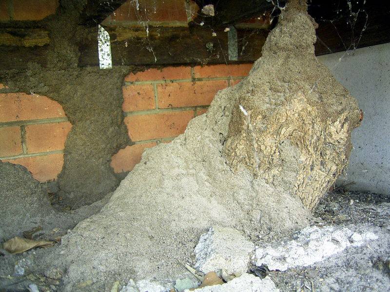 Blue Star Pest & Termite Management | Wamuran Basin QLD