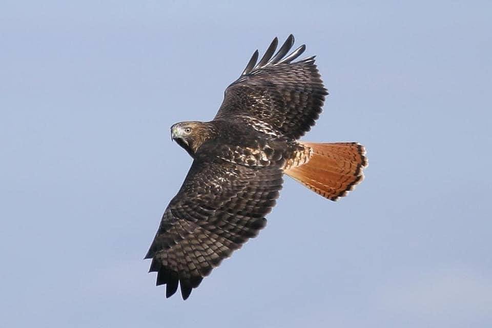 Hawk Ridge Bird Observatory - Help us continue to celebrate our 50th ...