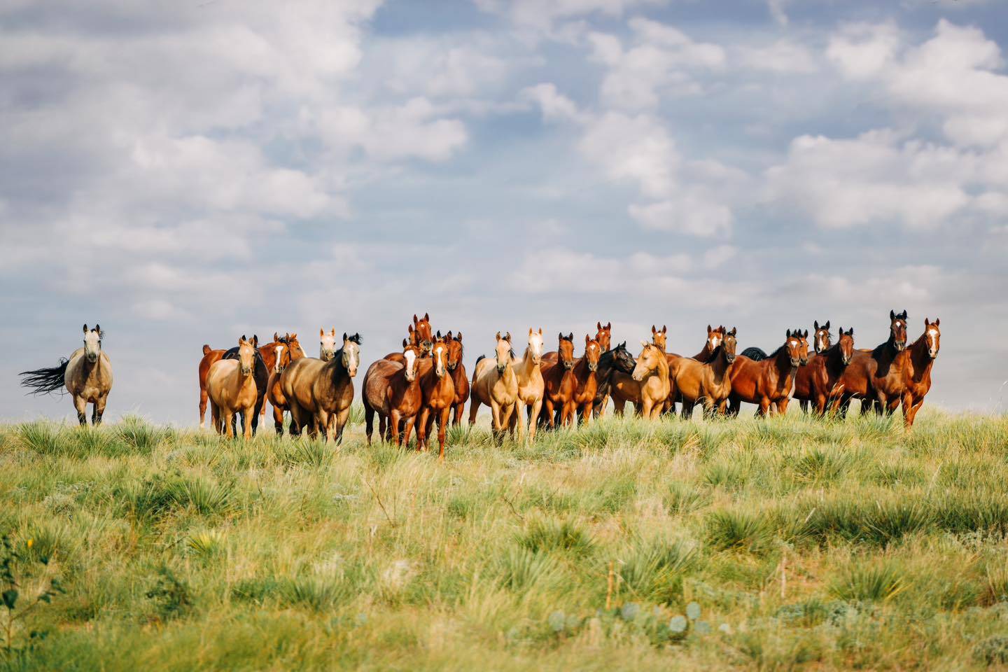 Muleshoe Ranch - We caught a lot of flack for even...