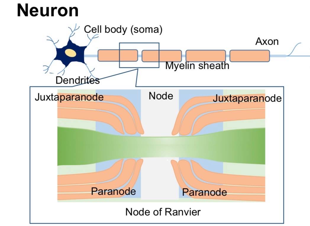 Hi this is Ea! For #thesistuesday and #techniquetuesday I'll be talking about my research on the central nervous system node of Ranvier. . 🧠 In the brain, billions of neurons communicate with