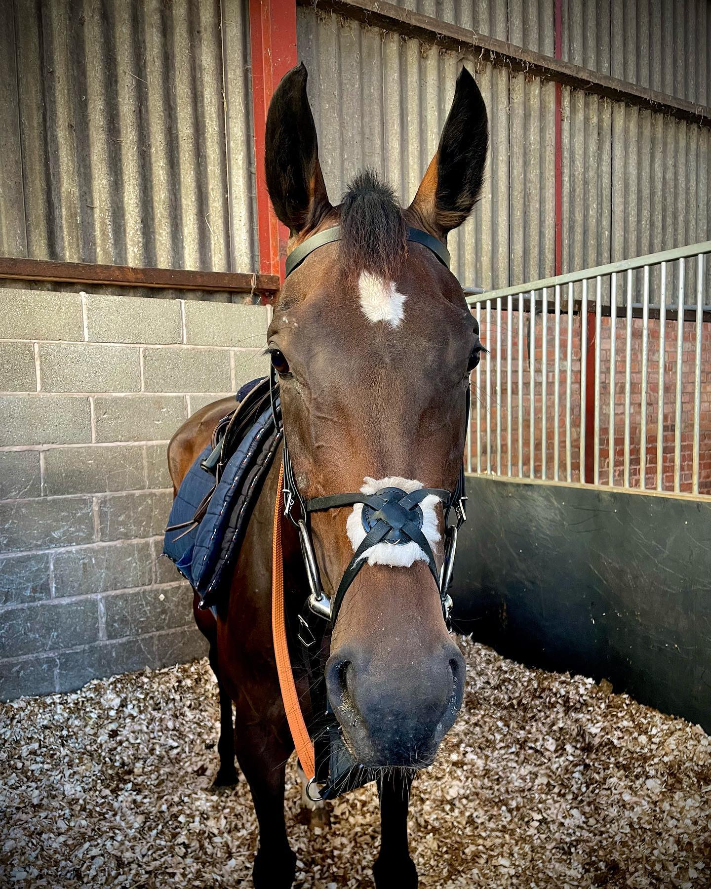 We have one runner @herefordraces... - Alastair Ralph Racing