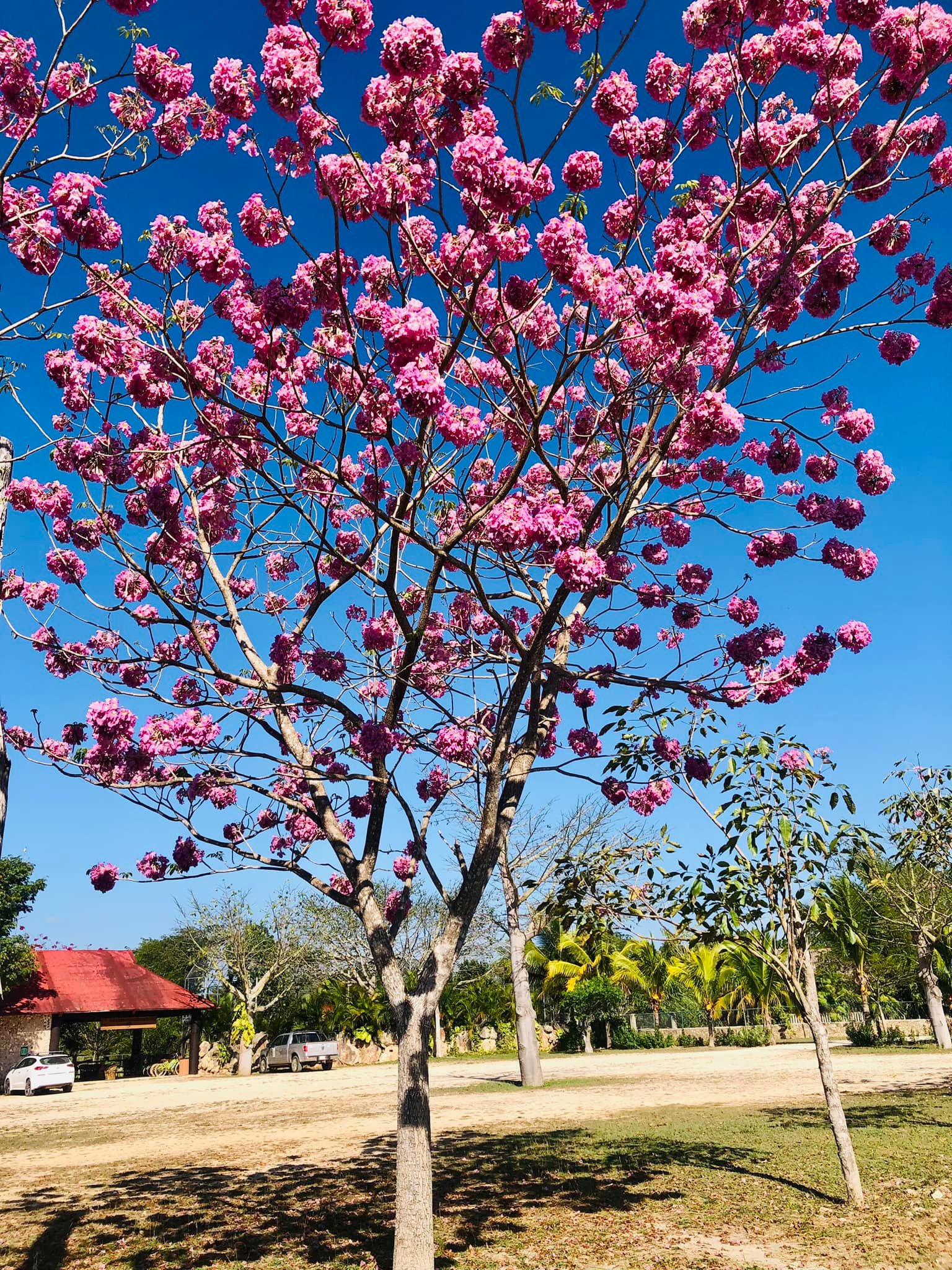 Vallazoo - Tabebuia rosea en Vallazoo, también conocida... | Facebook