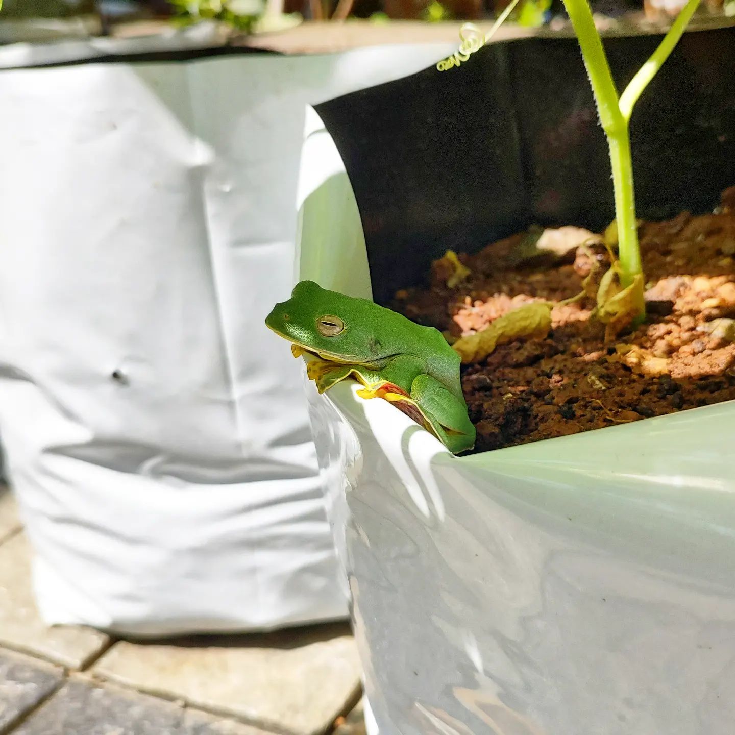 Singh - 🐸 INDIAN RANA (COMMON GREEN FROG) #frog #indianrana #indianfrog ...