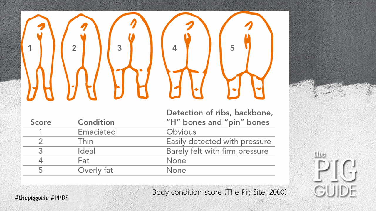 The pig guide - #thepigguide #PPDS | Facebook