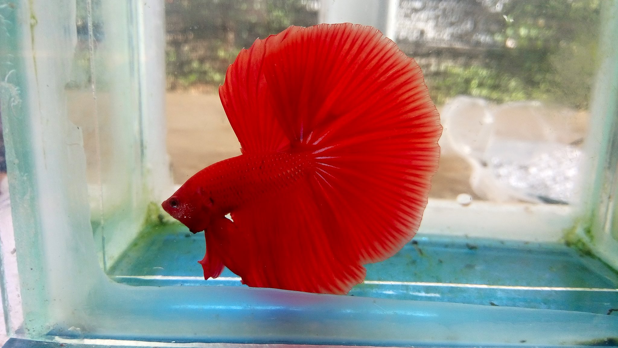 Betta Evolution South Tangerang | Tangerang
