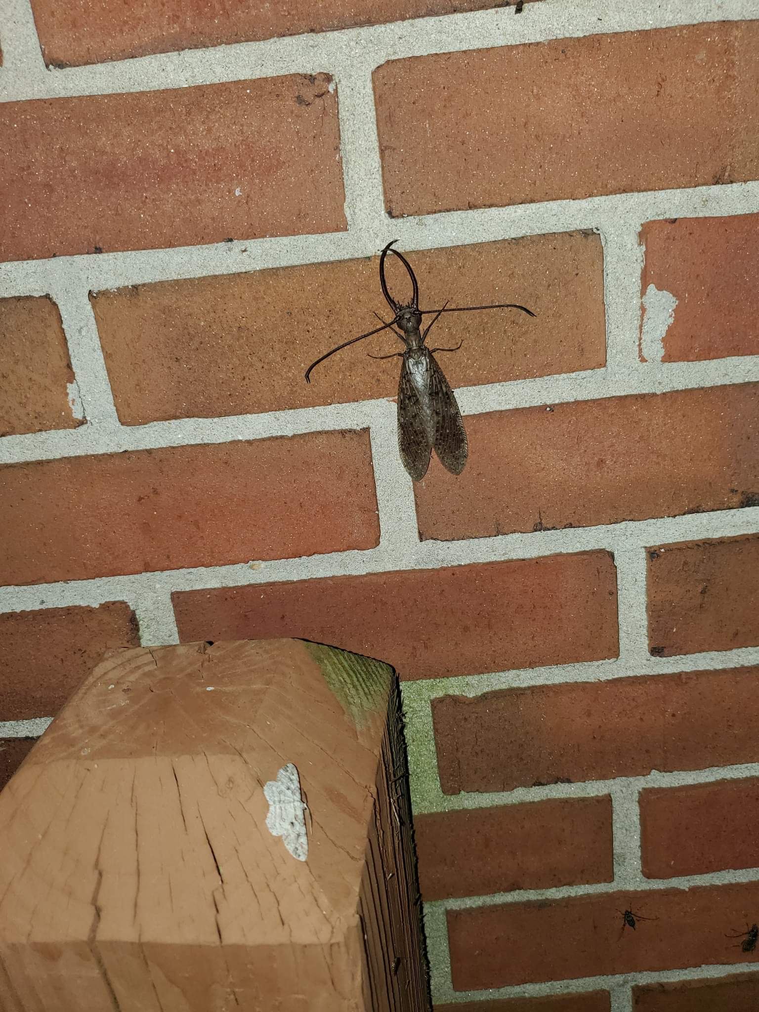 Has anyone ever seen an insect like this?? If so, what the heck is it?