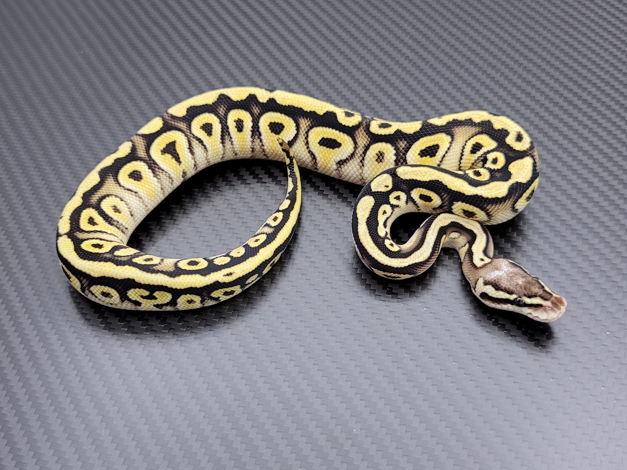 Postal Pythons | Daytona Beach FL
