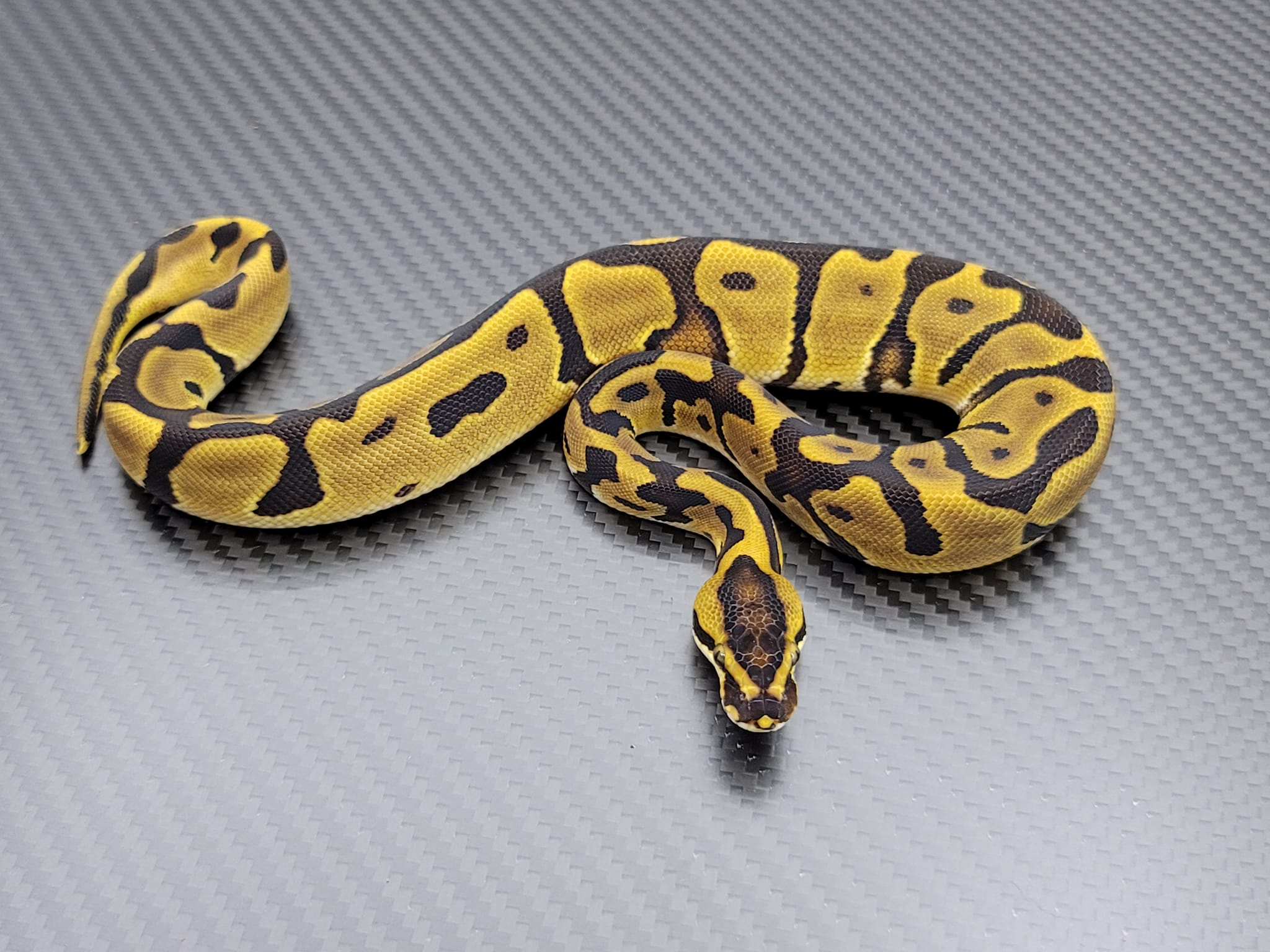 Postal Pythons | Daytona Beach FL