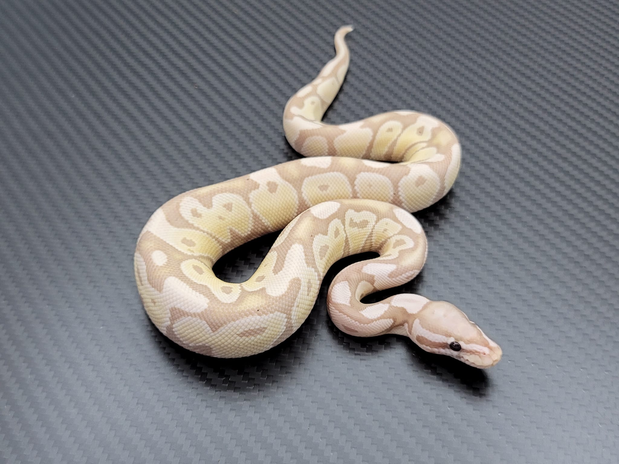 Postal Pythons | Daytona Beach FL