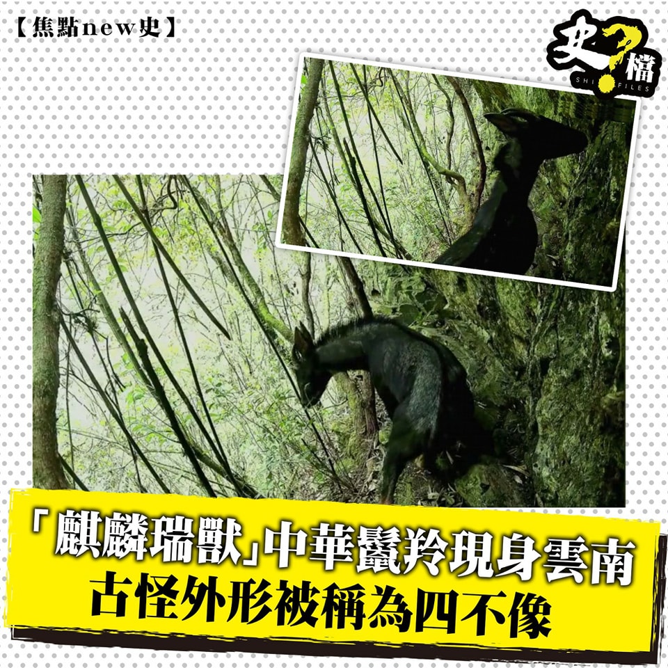 史檔 - 【焦點new史】「麒麟瑞獸」中華鬣羚現身雲南古怪外形被稱為四不像...