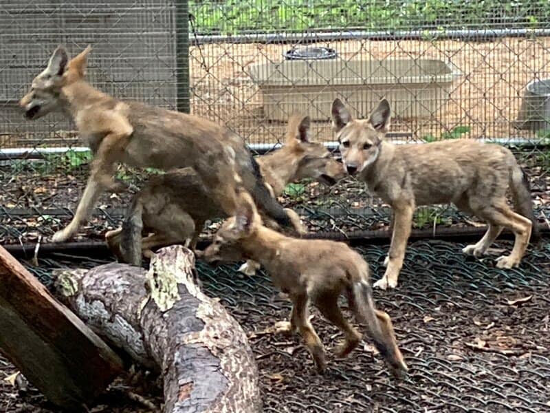 Check out how big these... - Raptor Center of Tampa Bay