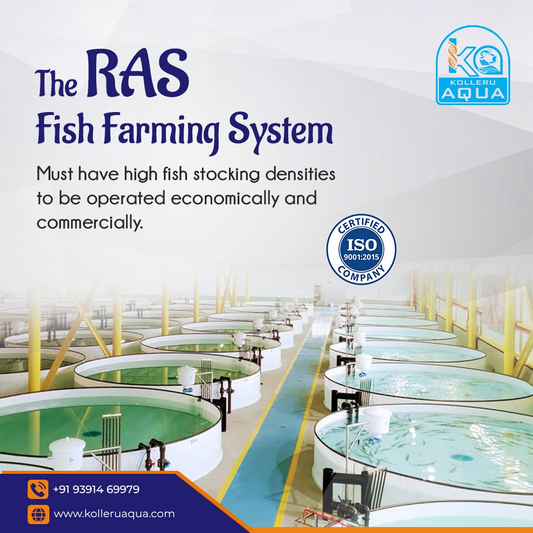 Kolleru Aqua - The RAS fish farming system must have high... | Facebook