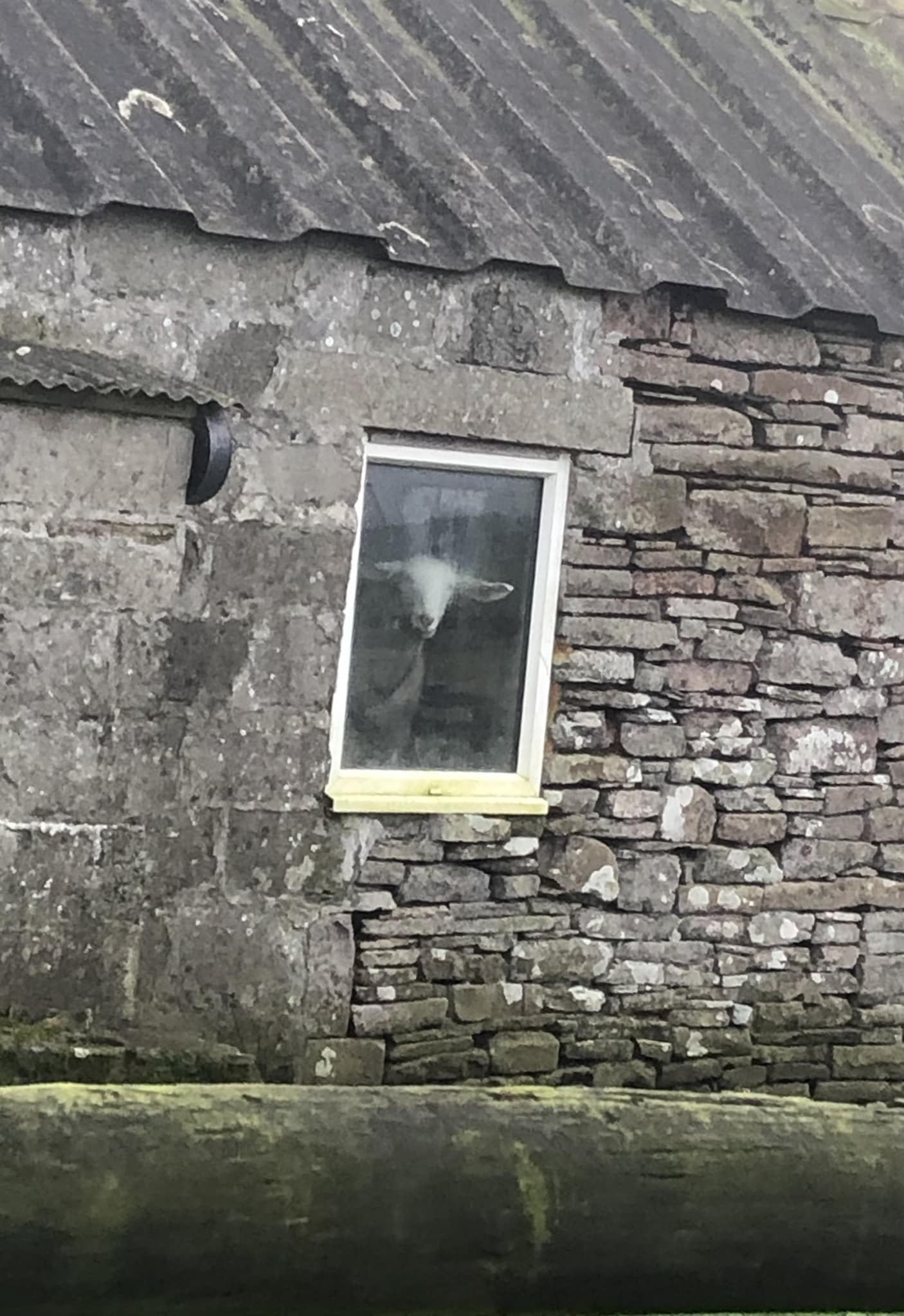 Puffin - Capraphobia - the fear that somewhere a goat is staring at you ...