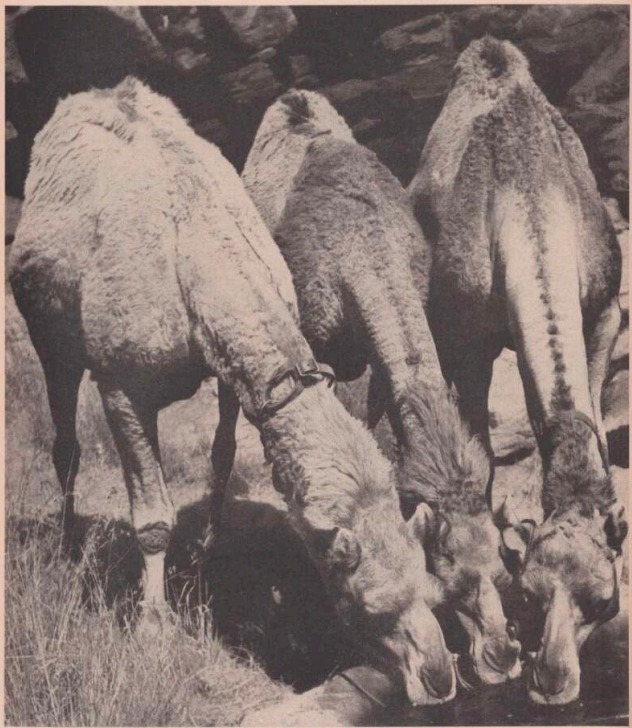 Since 1887, some traditions never change 🐪 Do you still have that