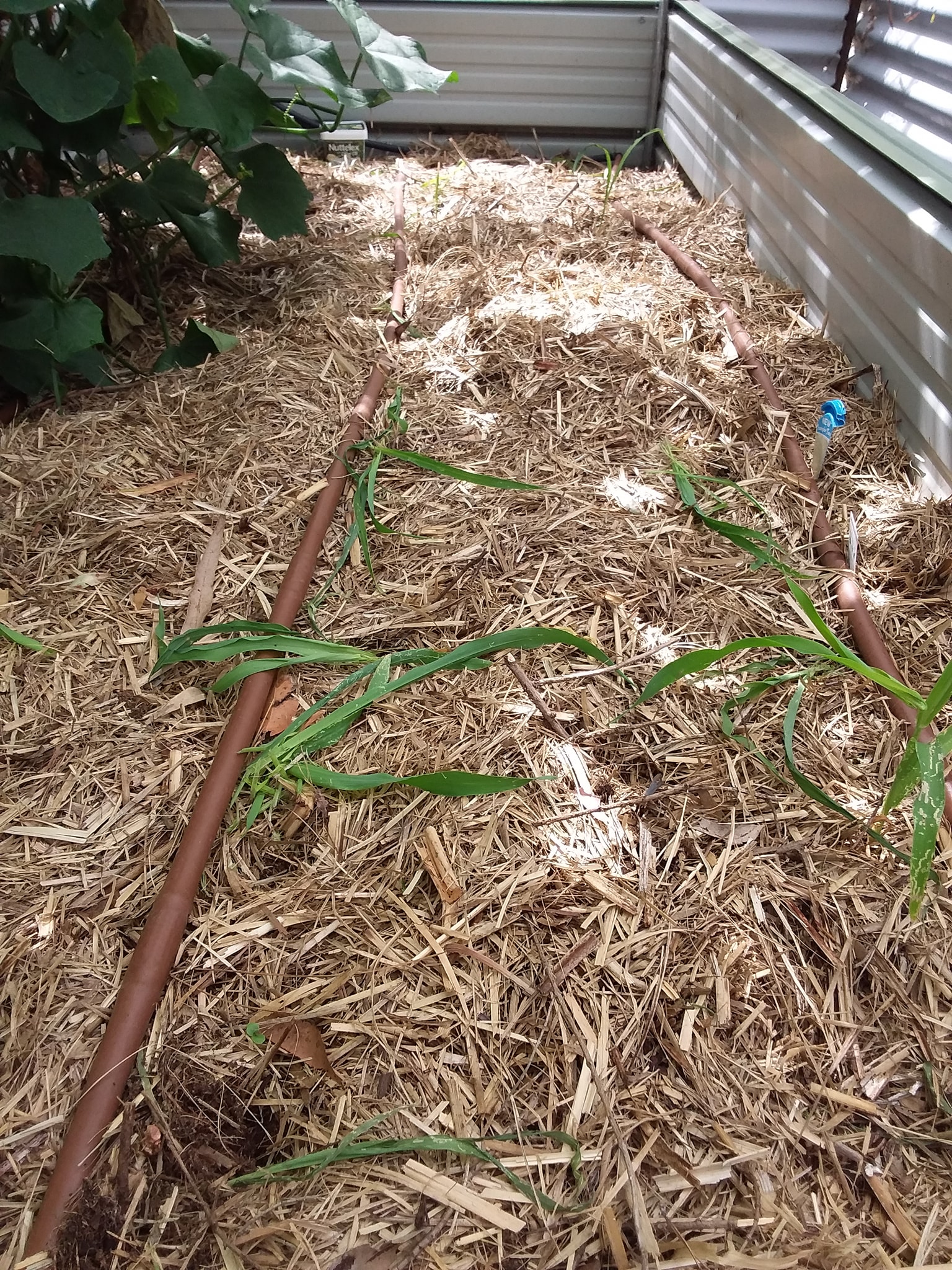 Dealing with a rat or mouse in the corn crop?