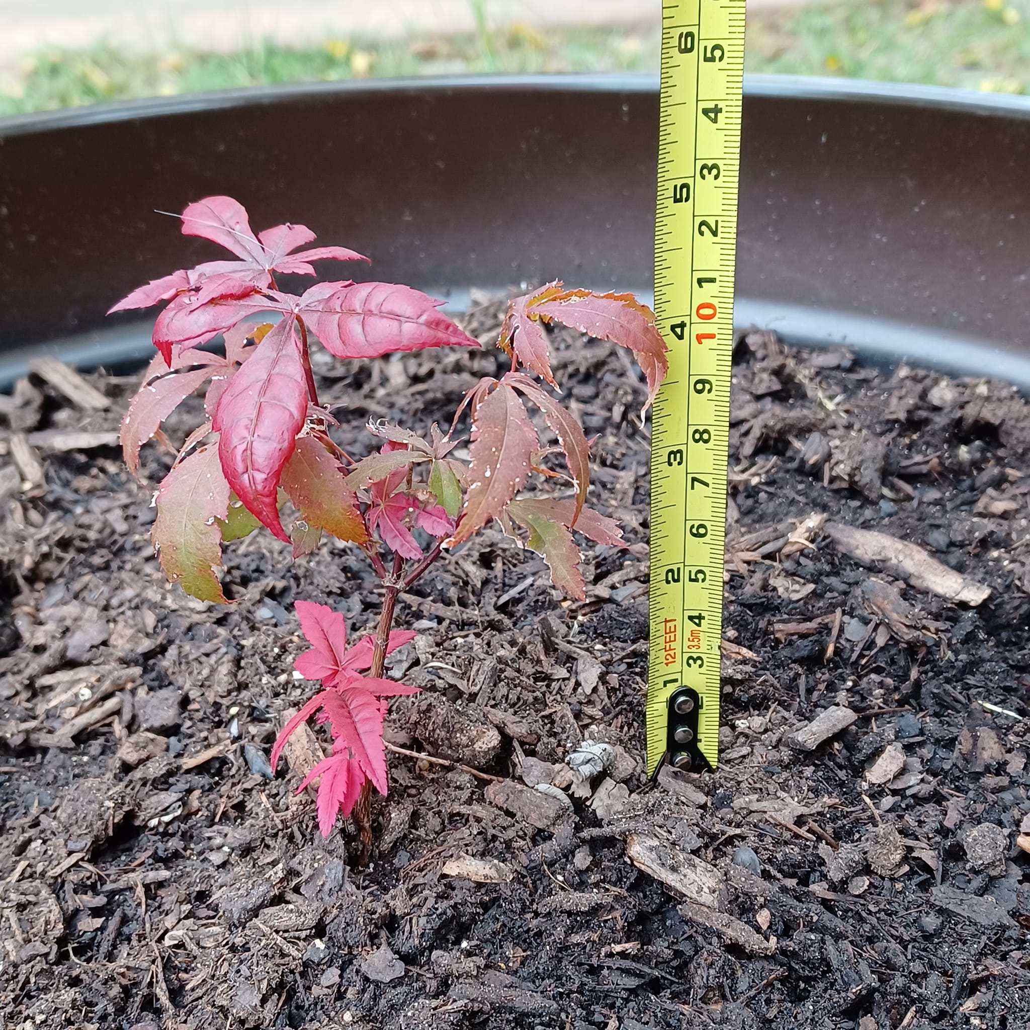 Japanese maple recommendations for Saint Louis MO