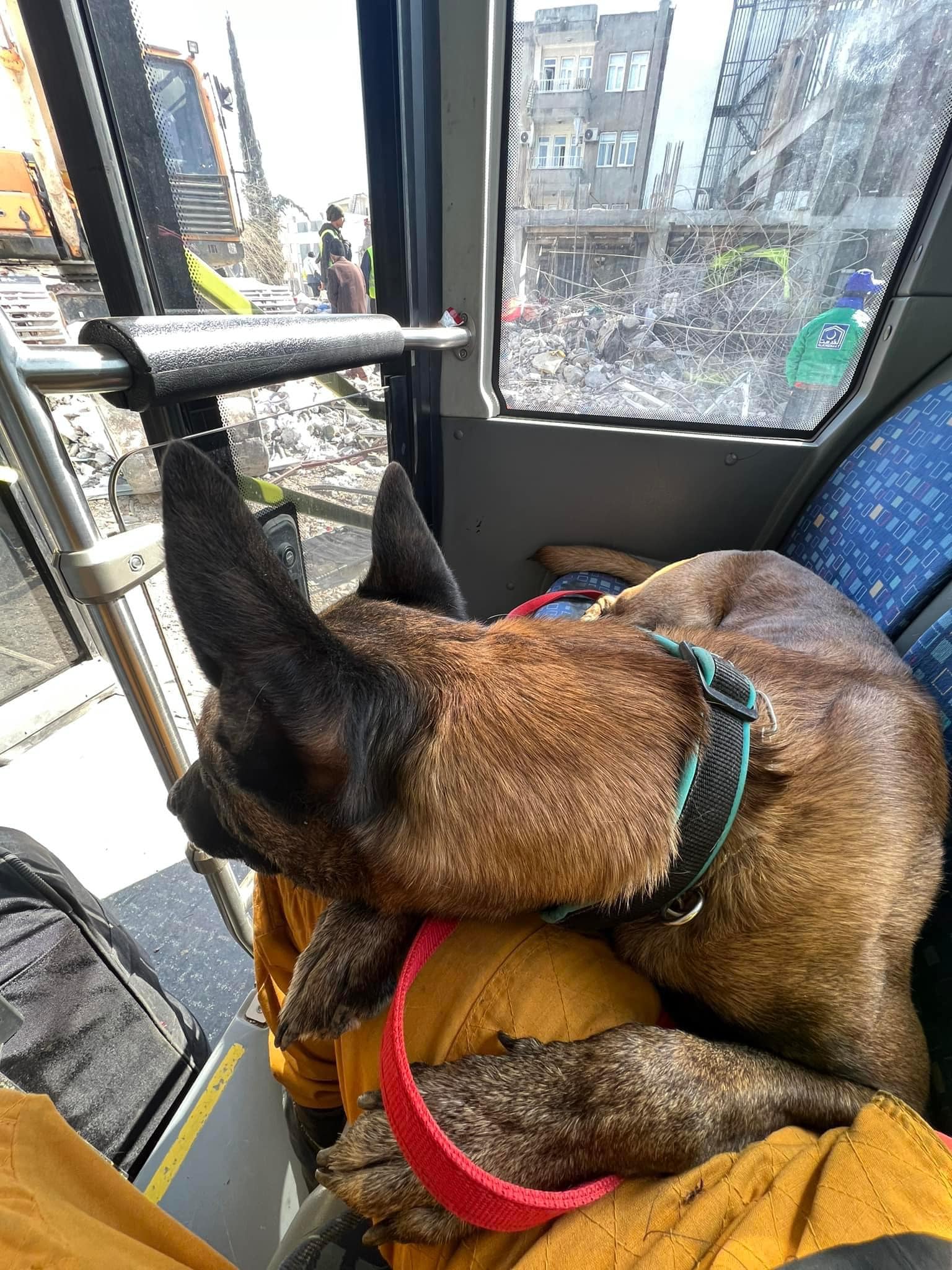 Tyfd-K9桃園搜救犬隊 - 臺北市搜救隊搜救犬Sato雖然是本次前往救災的犬隻團隊裡最年輕的忙內，但他可是剛通過國... | Facebook