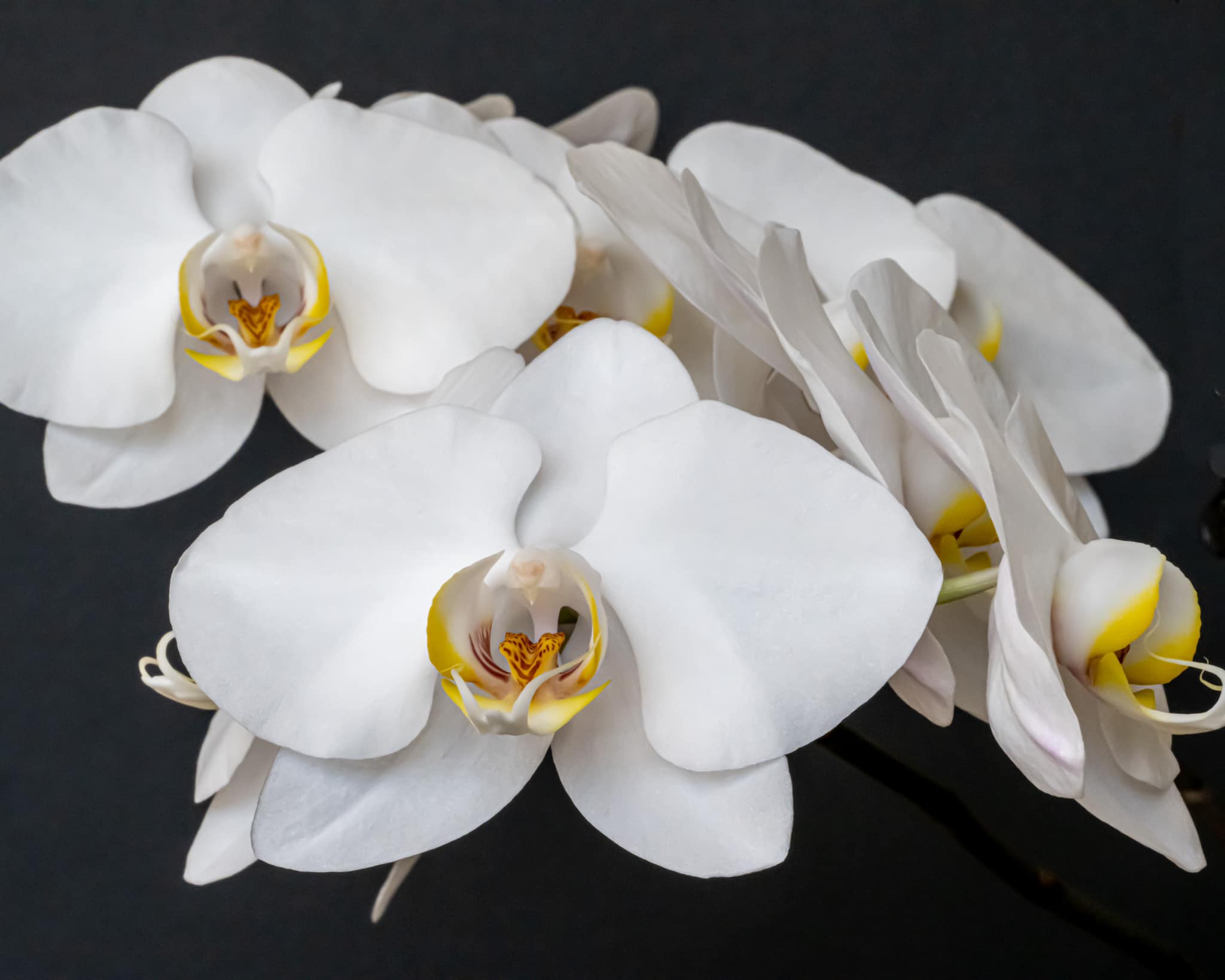 Using extension tubes with the Z9 and Z 105 2.8 for flower photography