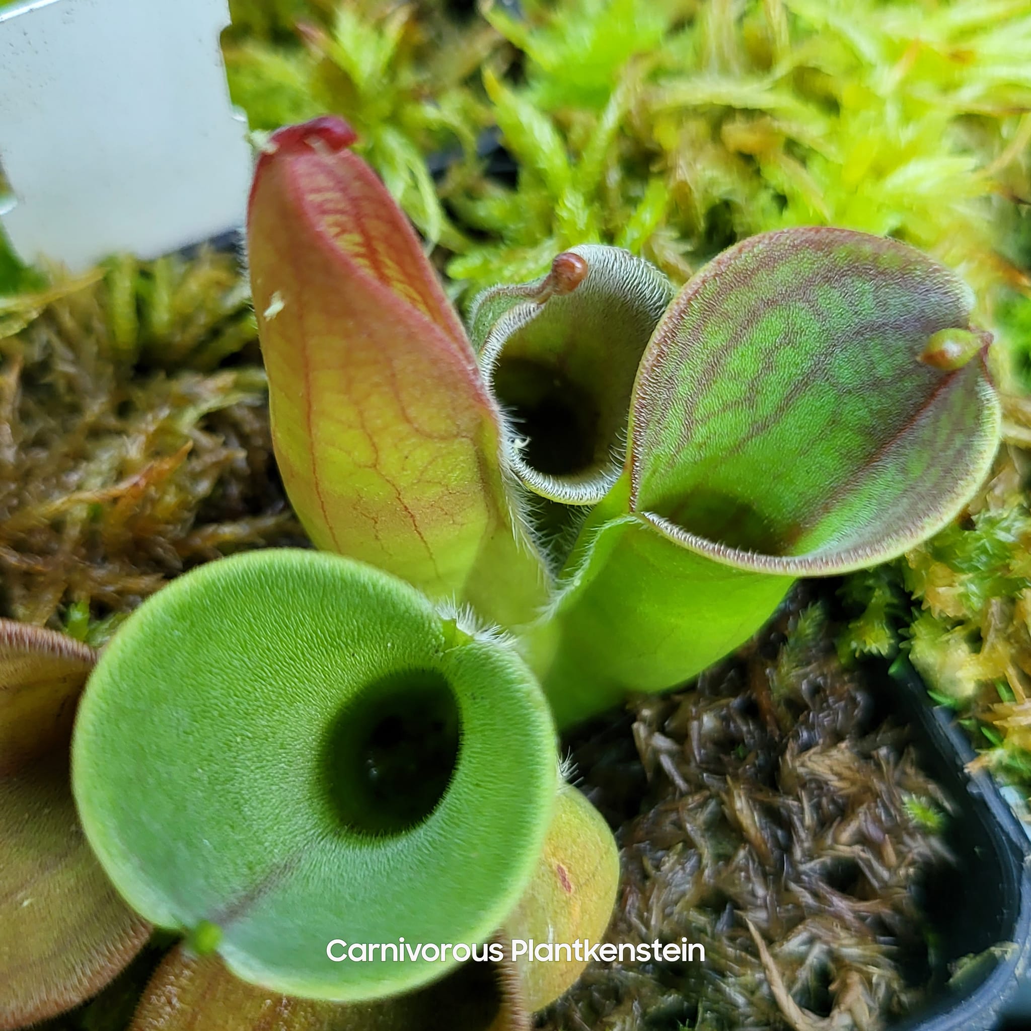 Heliamphora macdonaldae it's so perfect it almost doesn't look real.