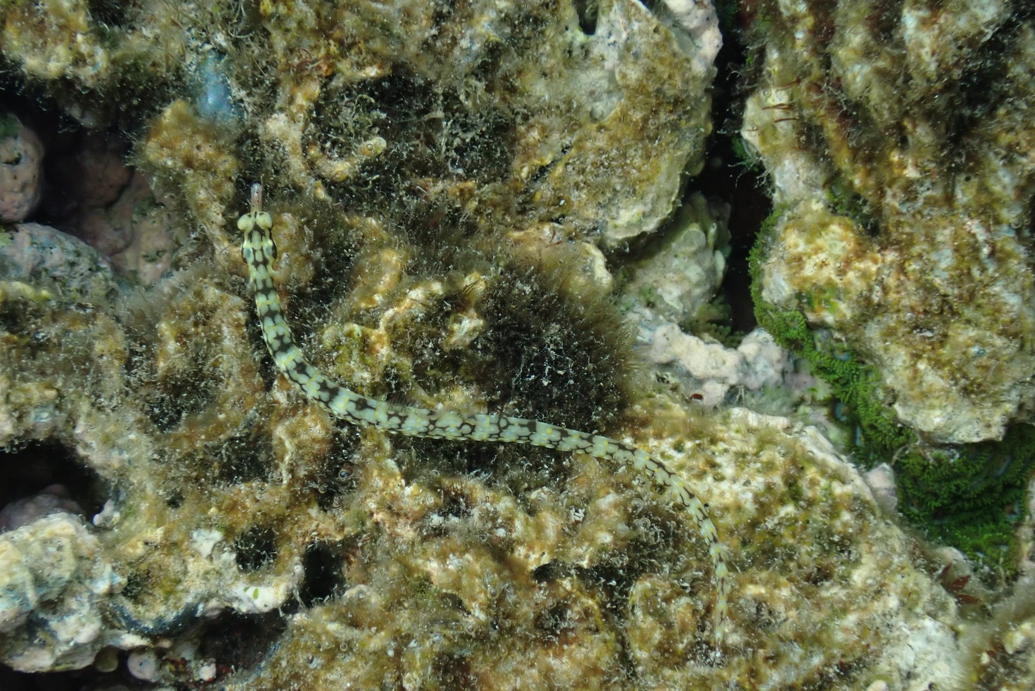 NOAA National Marine Sanctuary of American Samoa - What's up from down ...