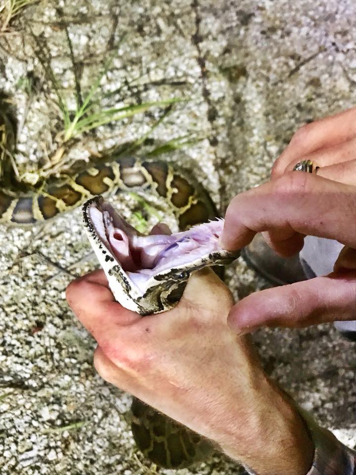The Florida Burmese Python is the... - Python Cowboy Hunts | Facebook