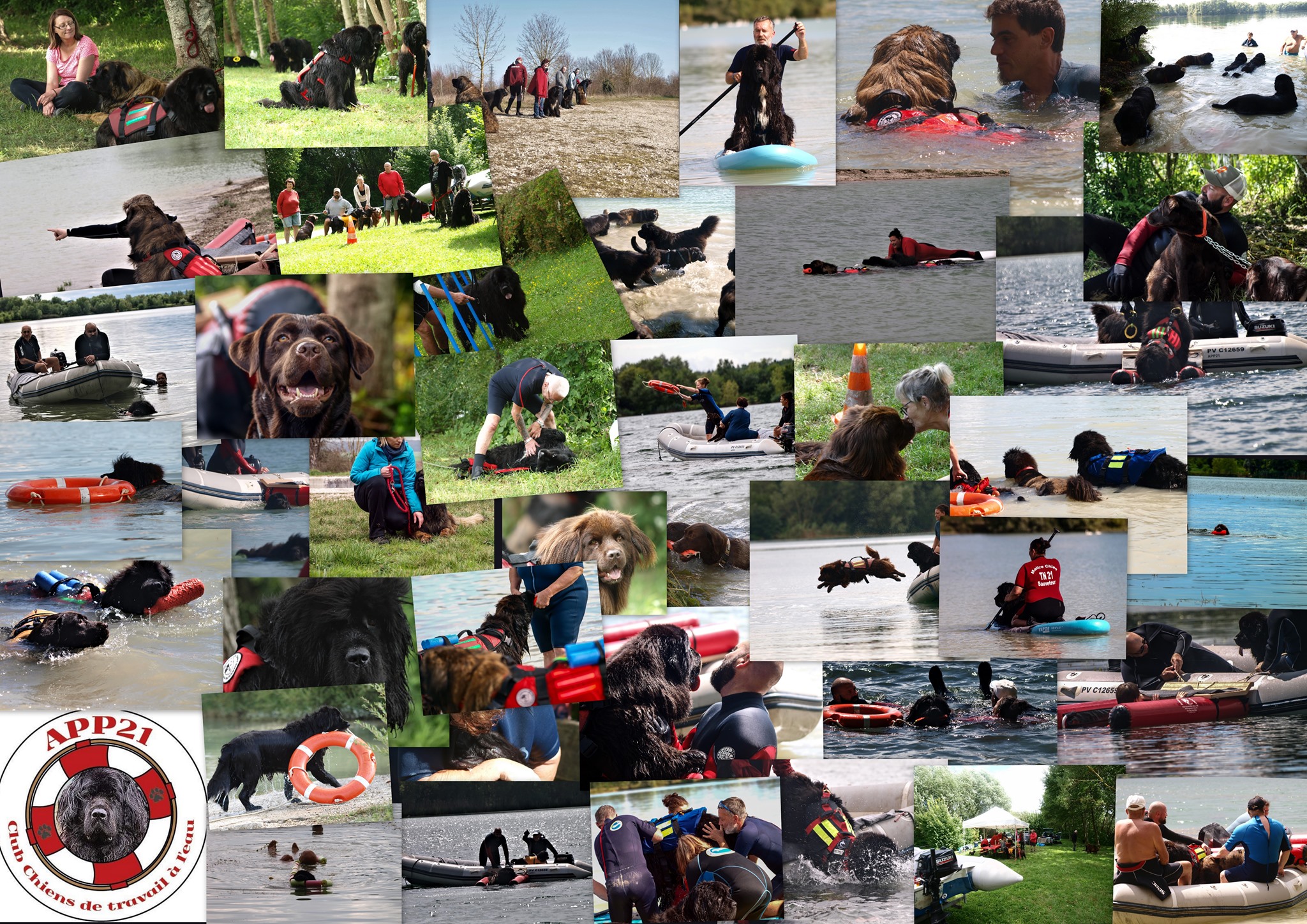 Newfie's Normandie - Education Canine au Sol, Initiation Sauvetage en ...
