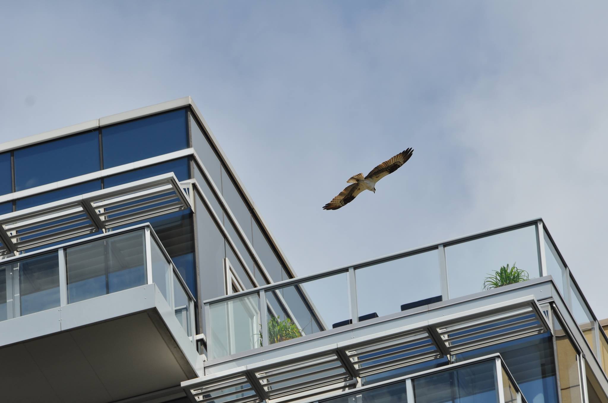 KGW-Audubon Raptor Cam