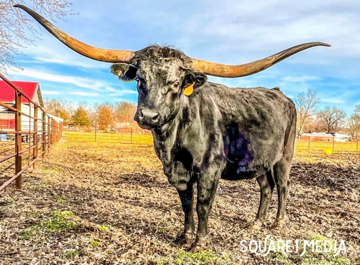 🏆 2026 ITLA FUTURITY CLASS... - Square One Longhorns | Facebook