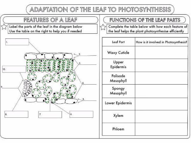 #IGCSEBIOLOGY #GCSEOLEVELBIOLOGY #PHOTOSYNTHESIS Adaptation of the leaf ...