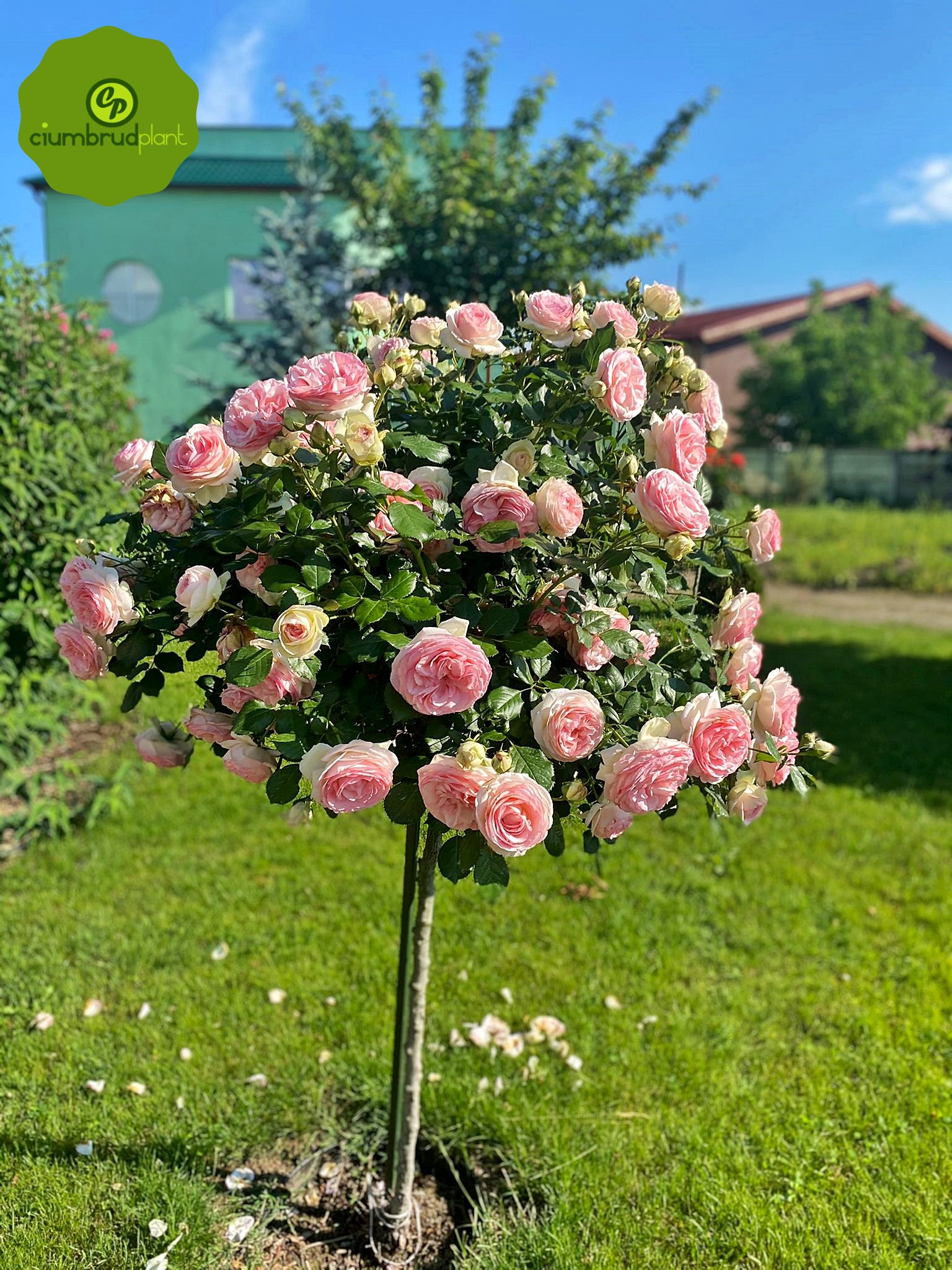 4garden Romania -... - 4garden Romania - Ciumbrud Plant